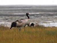 MoEFCC drops its 45-day study period for assessing black-necked crane habitat in Tawang