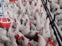 Kashmir gets 1 crore live chicken from states using heavy antibiotics in farms
