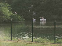  Another bird dies in Delhi zoo, H5N1 Avian Influenza suspected