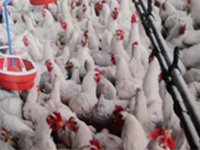 Bird flu fear pushes chicken off hotel menus