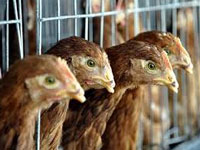 Bird flu scare badly hit chicken and egg business in Odisha