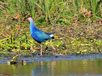 Draining of Okhla barrage delayed to welcome migratory birds