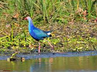 Mumbai's wetland birds on endangered list