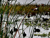 31 species of birds spotted at Otteri Lake