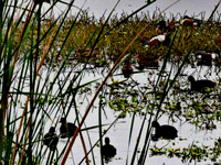 Flying into trouble: Harrier birds decline as grasslands disappear