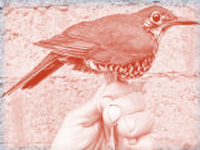 New bird species identified from its song, named after Salim Ali