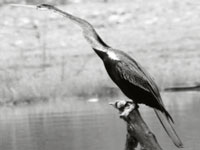 Rare snakebird electrocuted at Okhla