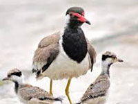 Suspected bird flu wipes out all painted storks at Gwalior zoo
