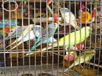 Birds can't be kept in cages: Delhi HC