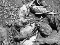 1,570 birds perish in heavy rain