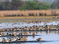 Birds keep this Briton hooked to Rajasthan