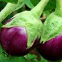 Bt brinjal event EE1: the scope and adequacy of the GEAC toxicological risk assessment