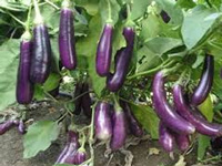 GM crops are safe, commercialise Bt Brinjal: Scientist