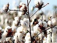 Bt cotton output trebles, claims US firm Monsanto