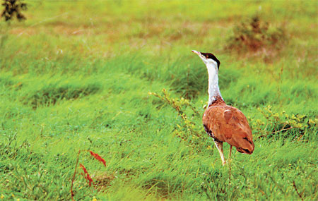 Endgame for bustards