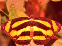 Butterfly survey spots 206 species in Munnar
