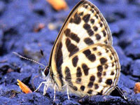 Butterfly count shows 102 species, indicates healthy ecosystem