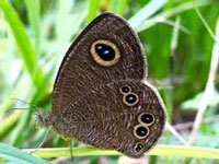 Three new varieties of butterflies discovered in Uttarakhand