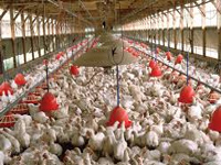 Chickens double in size over 50 yrs but carry health risks