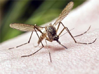 100 chikungunya cases in Erode village in a month