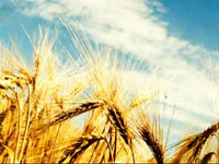 Climate change: More CO2 in atmosphere produces low-quality wheat, rice