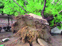 Trees choked to death: NGO files affidavit in NGT