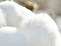 Demand for Bt cotton seeds sharply down