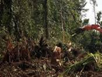 Hundreds of trees to make way for Lahaul-Spiti power project
