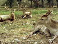 Hangul, the rare Kashmir deer, may soon go extinct