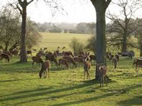 Bird flu scare: After Delhi zoo, govt shuts down Deer Park lake