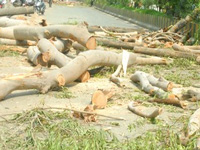 City loses huge green cover as over 200 trees felled