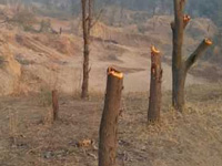 More than 50 trees cut on state government land in Tathawade