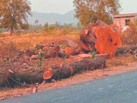 Warangal highway losing green cover