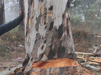 Delhi: Tree cut in Netaji Nagar despite High Court order, claims activist, no FIR yet