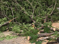 NGT asks panel to file report on 'illegal' tree felling in J&K