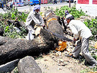 15,000 valuable trees to be ‘needlessly’ felled to widen Rishikesh-Uttarkashi road