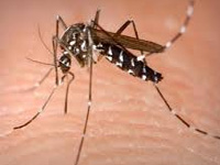120 down with dengue fever in city