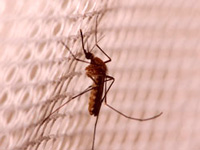 Cases of malaria, dengue have fallen in the city: KMC