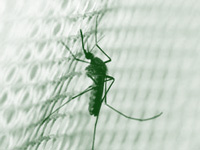 Dengue alert in Bhopal dist, 23 test positive in Sehore