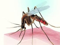 Rain rings dengue alarm across city