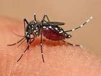 46 malaria cases in Delhi, 50% more than dengue infection count
