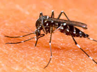 Dengue numbers row: KMC seeks patients’ details  