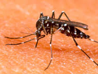 58 dengue cases recorded in Mizoram since February this year