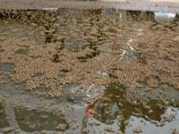 530 houses get notices over stagnant water