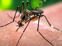 Dengue menace: Opposition councillors stage protest against mayor