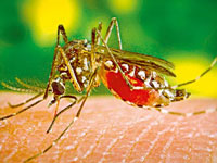 Rash of chikungunya cases spells trouble