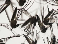 Fresh outbreak of dengue in south