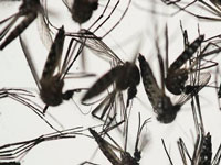 Malaria cases are decreasing in Tripura: Minister Sudip Roy Barman