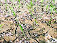 Jhajjar faces drought-like situation