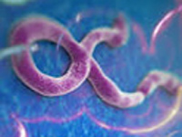 WHO approves experimental Ebola drug